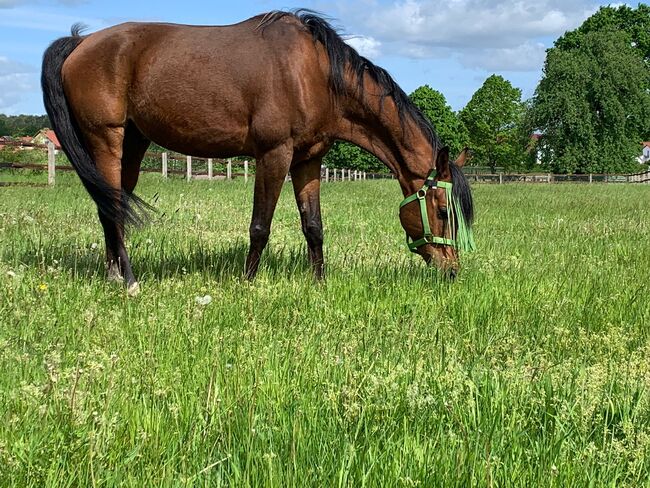 Ein Araber mit einem Gesicht zum Verlieben sucht Herzensmensch, Maren Gams, Horses For Sale, Deutschland, Image 10