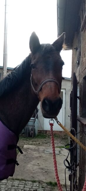 Liebenswerte Stute, Anfänger geeignet❤️❤️❤️ , Sucht Zuhause auf Lebenszeit, Karla Gerlach , Horses For Sale, Ostrau