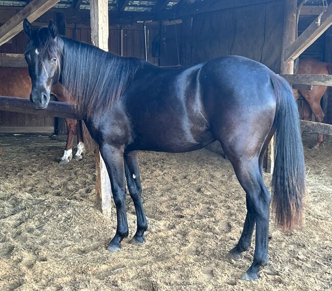 Ein Traum in Schwarz, Kerstin Rehbehn (Pferdemarketing Ost), Horses For Sale, Nienburg, Image 7