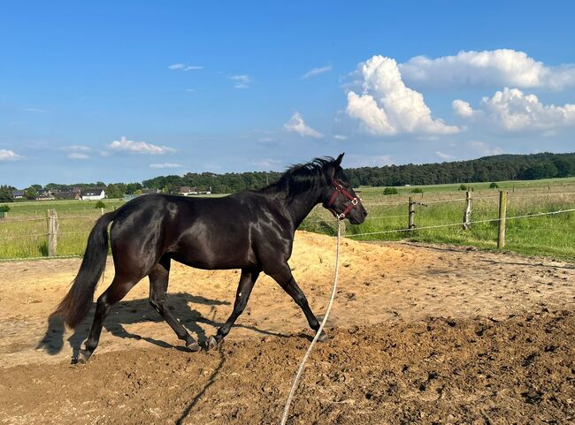 Ein Traum in Schwarz, Kerstin Rehbehn (Pferdemarketing Ost), Horses For Sale, Nienburg, Image 13