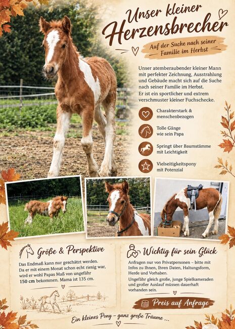 Bezaubernder junger Mann, P.a., Horses For Sale, Bruck an der Mur 