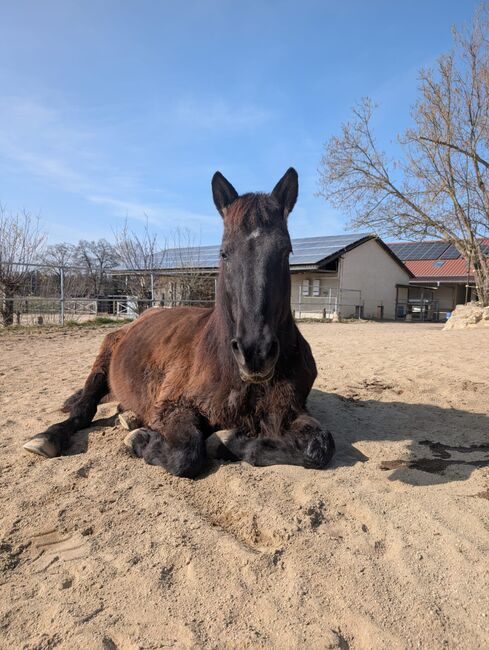 Charakterstarke, sensible Friesenmix-Stute, Sandrine Doepner, Horses For Sale, Schöngeising 