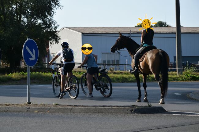 lieber Vollblutaraber, geritten in allen Grundgangarten auf Platz und im Gelände, Amalie, Horses For Sale, Bessenbach, Image 9