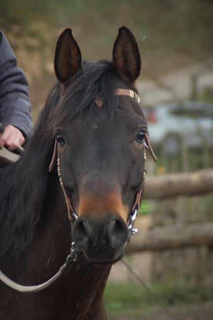 lieber Vollblutaraber, geritten in allen Grundgangarten auf Platz und im Gelände, Amalie, Horses For Sale, Bessenbach, Image 10