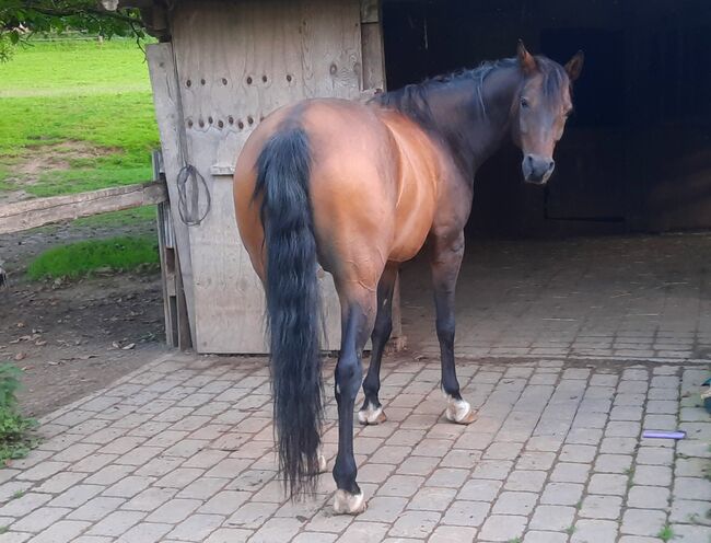 lieber Vollblutaraber, geritten in allen Grundgangarten auf Platz und im Gelände, Amalie, Horses For Sale, Bessenbach, Image 12