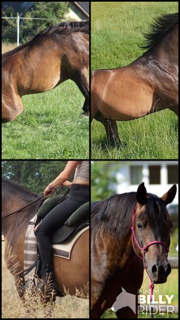 lieber Vollblutaraber, geritten in allen Grundgangarten auf Platz und im Gelände, Amalie, Horses For Sale, Bessenbach, Image 15