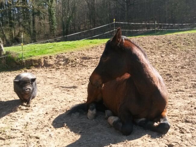 lieber Vollblutaraber, geritten in allen Grundgangarten auf Platz und im Gelände, Amalie, Horses For Sale, Bessenbach, Image 14