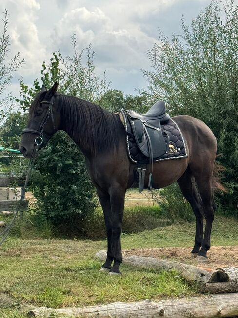 Ein Pferd zum Verlieben - Andalusier mit Charme und Zukunft, Kerstin Rehbehn (Pferdemarketing Ost), Horses For Sale, Nienburg, Image 7