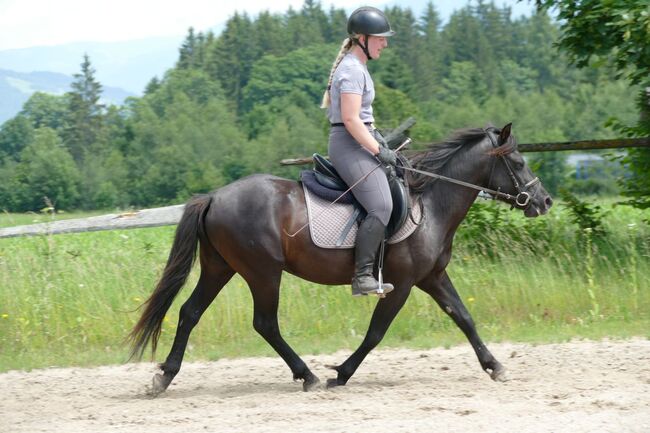 Ein Kumpel durch dick und dünn, Irene Zimmermann, Horses For Sale, Ramsau am Dachstein, Image 5