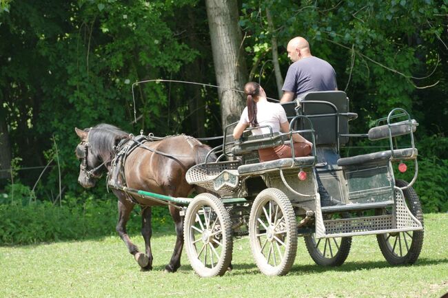 Ein Kumpel durch dick und dünn, Irene Zimmermann, Horses For Sale, Ramsau am Dachstein, Image 3