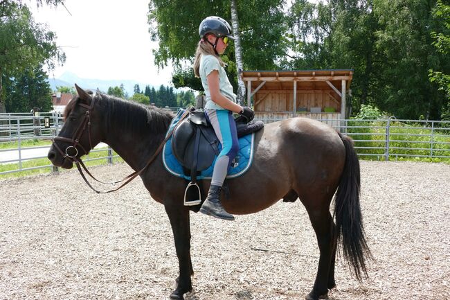 Ein Kumpel durch dick und dünn, Irene Zimmermann, Horses For Sale, Ramsau am Dachstein, Image 2