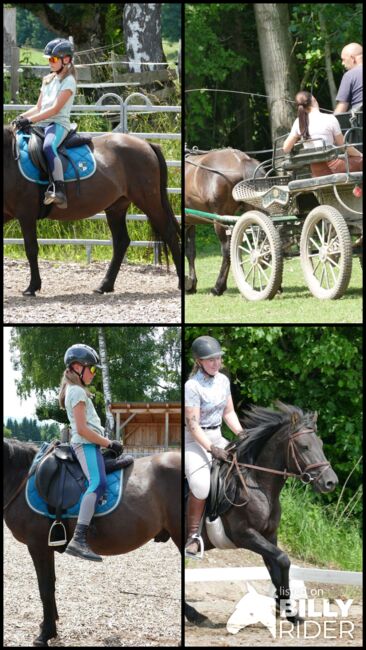 Ein Kumpel durch dick und dünn, Irene Zimmermann, Horses For Sale, Ramsau am Dachstein, Image 5