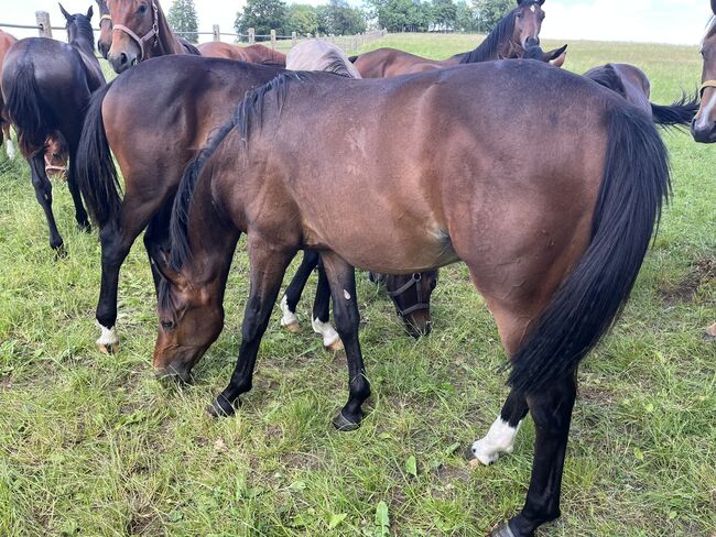 Vielversprechender Youngster für den ambitionierten Springsport, Larissa Romig, Horses For Sale, Leonberg