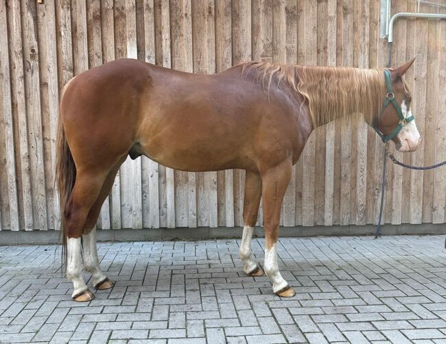 Bildhübscher Paint Horse Wallach mit hervorragender Allround-Abstammung, Kerstin Rehbehn (Pferdemarketing Ost), Horses For Sale, Nienburg