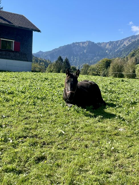 einen Noriker Hengst Fohlen zum verkauf an, Gotthard , Horses For Sale, Mellau, Image 6