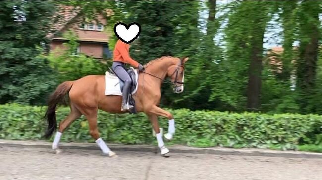 Eine Partnerin mit Herz sucht ihren Menschen, Kerstin Rehbehn (Pferdemarketing Ost), Horses For Sale, Nienburg