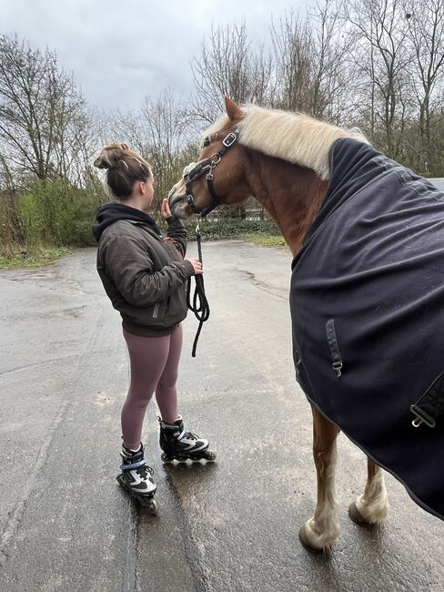 Super schicker Haflinger Wallach 15 Jahre, Jessica , Horses For Sale, Lemgo