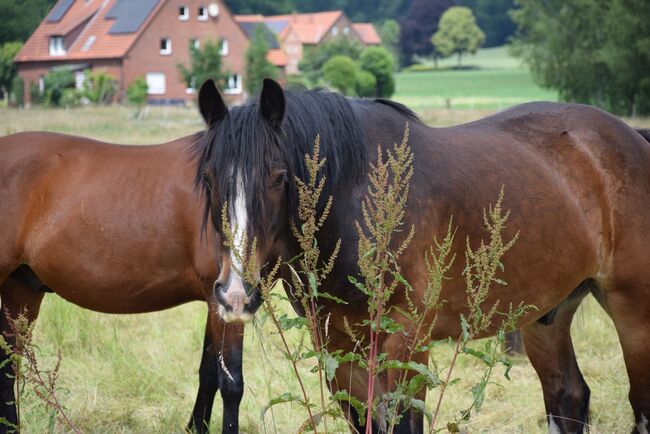 Einen Tinker mit leichten Asthma Schüben, Ronja Meyer, Horses For Sale, Georgsmarienhütte