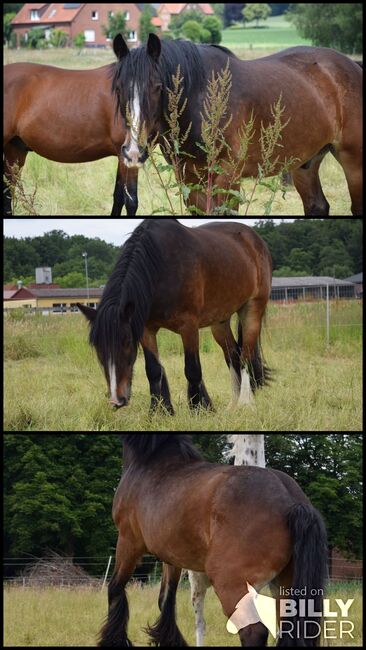Einen Tinker mit leichtem Asthma, Ronja Meyer, Horses For Sale, Georgsmarienhütte, Image 4