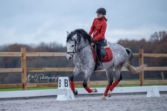 Ein toller D-pony wallach, D, Jamie, Horses For Sale, Heikruis , Image 4