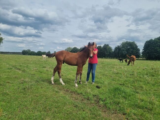 Umgänglicher, gut gezogener Deutscher Sportpferde Hengst, Kerstin Rehbehn (Pferdemarketing Ost), Horses For Sale, Nienburg