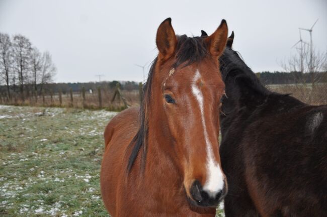 Umgänglicher, gut gezogener Deutscher Sportpferde Hengst, Kerstin Rehbehn (Pferdemarketing Ost), Horses For Sale, Nienburg, Image 14