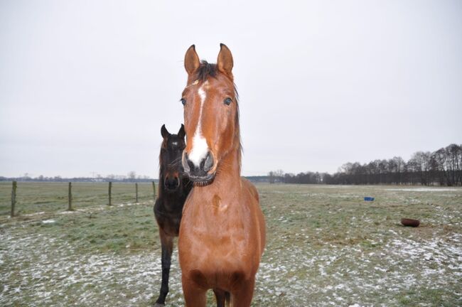 Umgänglicher, gut gezogener Deutscher Sportpferde Hengst, Kerstin Rehbehn (Pferdemarketing Ost), Horses For Sale, Nienburg, Image 6