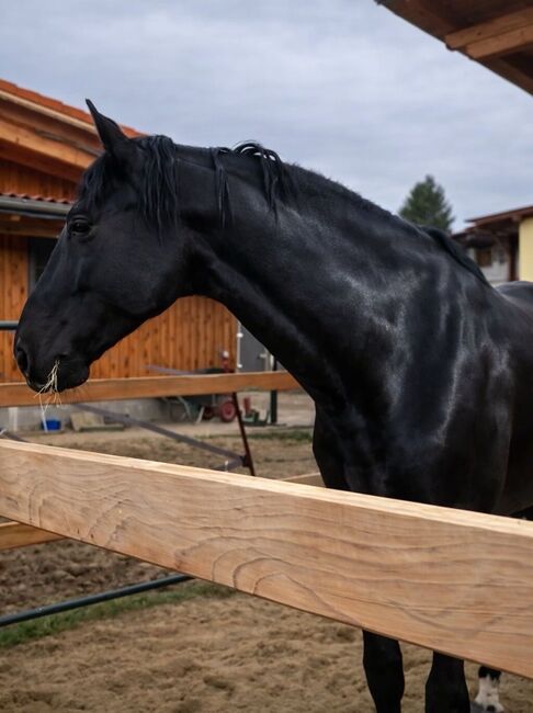 Enamorado de Agui - PRE Pura Raza Espanola, Hengst, 6 Jahre, Rappe, WOW Pferd  (WOW Pferd), Pferd kaufen, Bayern - Attenkirchen