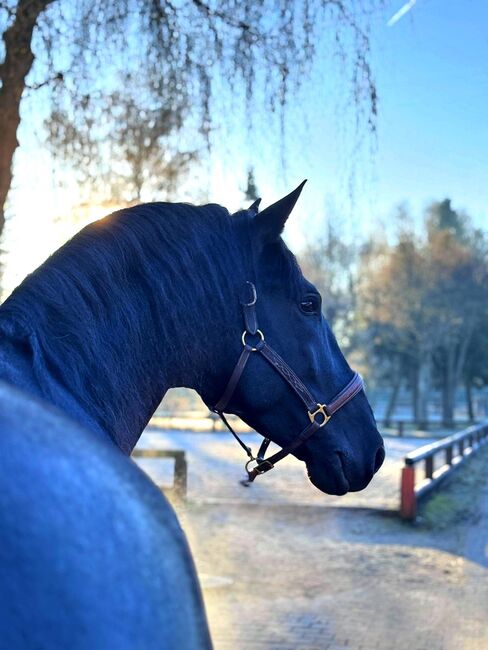 Enamorado, PRE Pura Raza Espanola, Hengst, 6 Jahre, Rappe, WOW Pferd  (WOW Pferd), Horses For Sale, Bayern - Attenkirchen