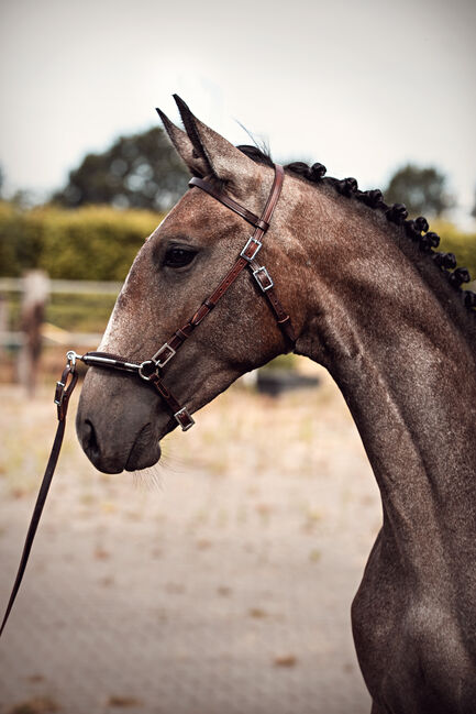 Herausragender PSL Lusitano von Escorial für das große Viereck, Eva Gehrke, Horses For Sale, Bocholt, Image 5