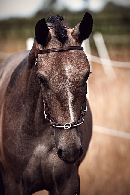 Herausragender PSL Lusitano von Escorial für das große Viereck, Eva Gehrke, Horses For Sale, Bocholt, Image 6