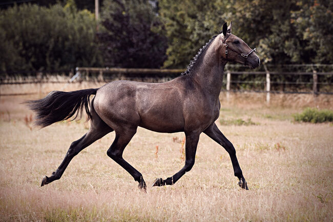 Herausragender PSL Lusitano von Escorial für das große Viereck, Eva Gehrke, Horses For Sale, Bocholt, Image 7