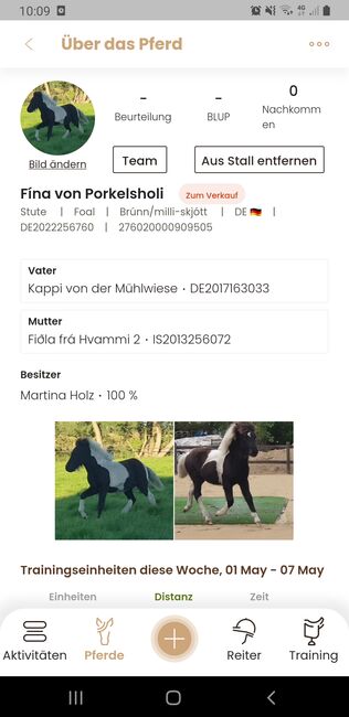 Zauberhafte und coole 5 Gängerin mit Megamähne, Martina Holz, Horses For Sale, Nauen/ OT Markee, Image 6