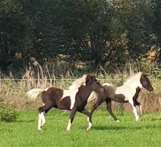 Zauberhafte und coole 5 Gängerin mit Megamähne, Martina Holz, Horses For Sale, Nauen/ OT Markee, Image 9