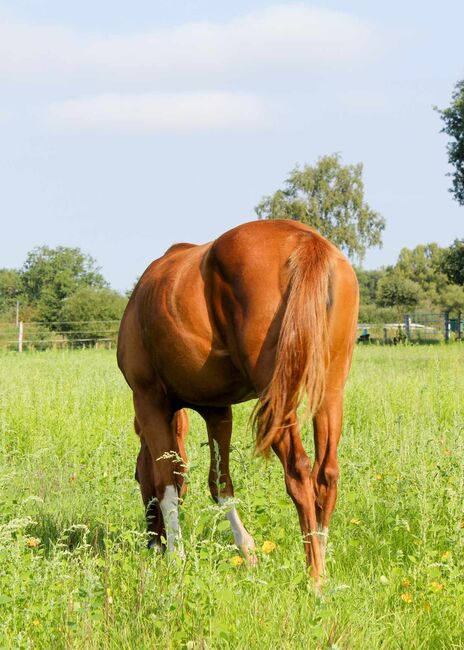 zauberhafte Quarter Horse Stute, Kerstin Rehbehn (Pferdemarketing Ost), Horses For Sale, Nienburg, Image 4