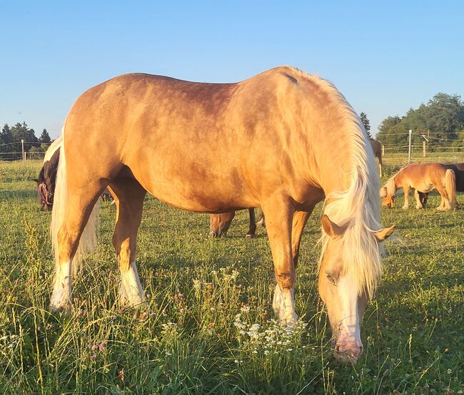 Bezaubernde Welsh Cob Stute, G. W., Horses For Sale, Hartlmühl