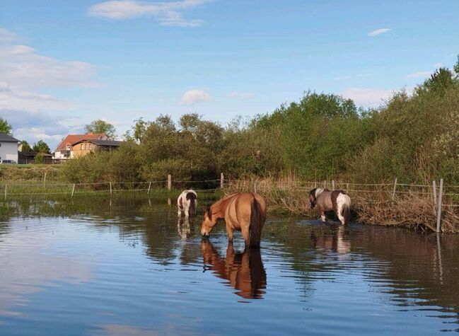 Nur noch 1 Offenstallplatz frei reine Wallachgruppe, Offenstall, Jule, Horse Stables, Petershagen , Image 6