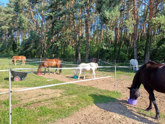NUR NOCH 1 PLATZ FREI Boxenplatz / Offenstallplatz / Pferdepension, Mandy Wasmund, Horse Stables, Mellenthin, Image 4