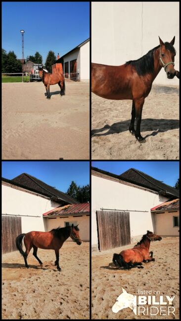 Endmass Pony, Siegi, Pferd kaufen, Pilsbach , Abbildung 5