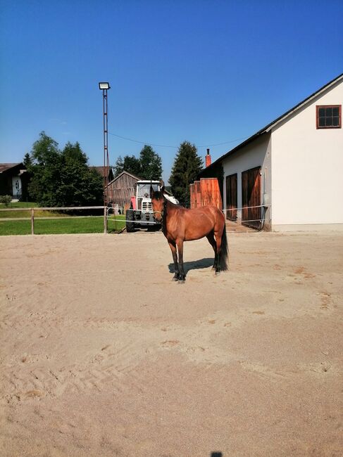 Endmass Pony, Siegi, Pferd kaufen, Pilsbach 