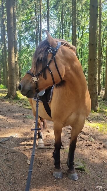 Endmaßponi / Pferd sucht..., Rebecca Haas, Horses For Sale, Stolberg , Image 10