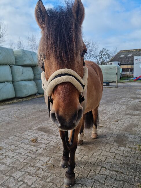 Endmaßponi / Pferd sucht..., Rebecca Haas, Horses For Sale, Stolberg , Image 8