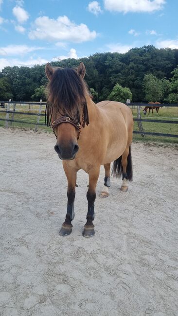 Endmaßponi / Pferd sucht..., Rebecca Haas, Horses For Sale, Stolberg , Image 11