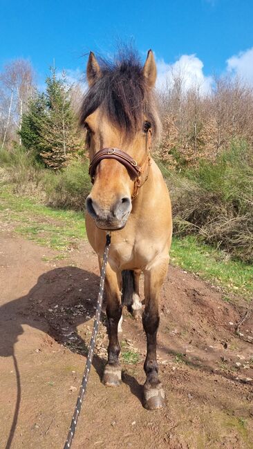 Endmaßponi / Pferd sucht..., Rebecca Haas, Horses For Sale, Stolberg , Image 13