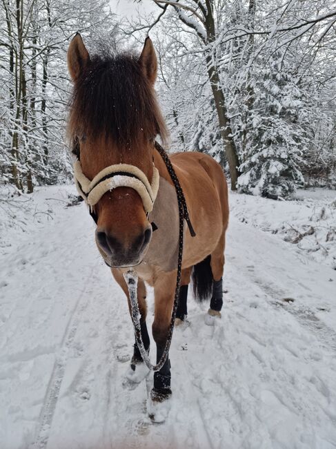 Endmaßponi / Pferd sucht..., Rebecca Haas, Horses For Sale, Stolberg , Image 3