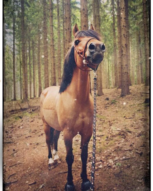 Endmaßponi / Pferd sucht..., Rebecca Haas, Horses For Sale, Stolberg , Image 12