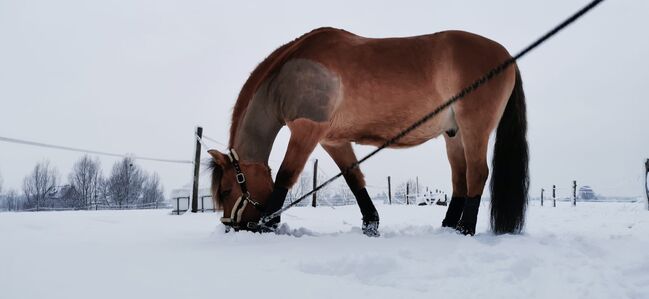 Endmaßponi / Pferd sucht..., Rebecca Haas, Horses For Sale, Stolberg , Image 5