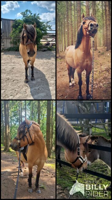 Endmaßponi / Pferd sucht..., Rebecca Haas, Horses For Sale, Stolberg , Image 14