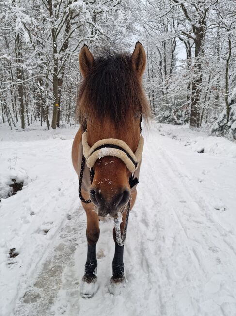 Endmaßponi / Pferd sucht..., Rebecca Haas, Horses For Sale, Stolberg , Image 2