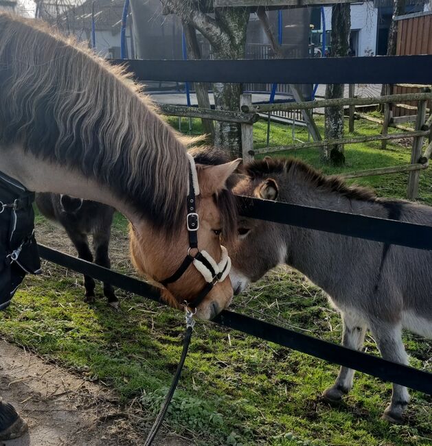 Endmaßponi / Pferd sucht..., Rebecca Haas, Konie na sprzedaż, Stolberg , Image 7